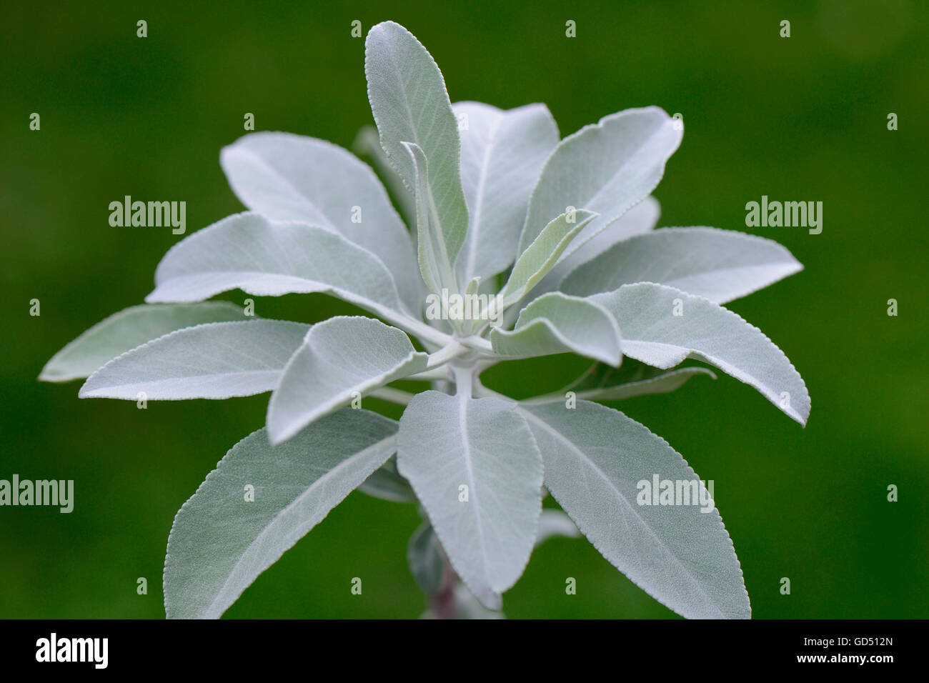 Indianischer Raeuchersalbei / (Salvia Apiana) Stockfoto