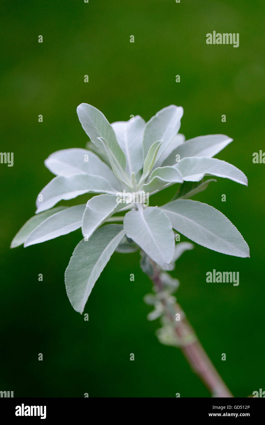 Indianischer Raeuchersalbei / (Salvia Apiana) Stockfoto