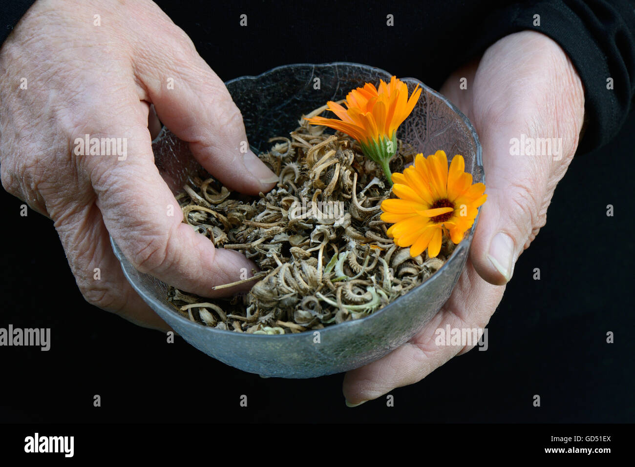 Haende Zweisimmen Schale Mit Ringelblumensamen, Calendula officinalis Stockfoto