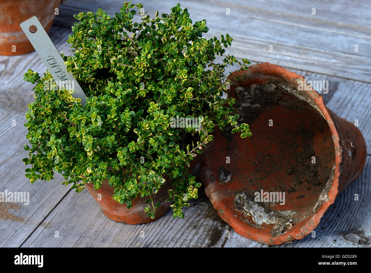 Zitronen-Thymian, Panaschiert, Thymus citriodorus Stockfoto