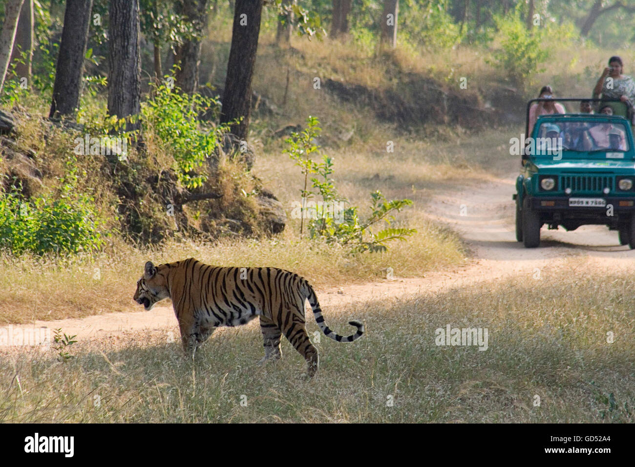 Ein tiger Stockfoto