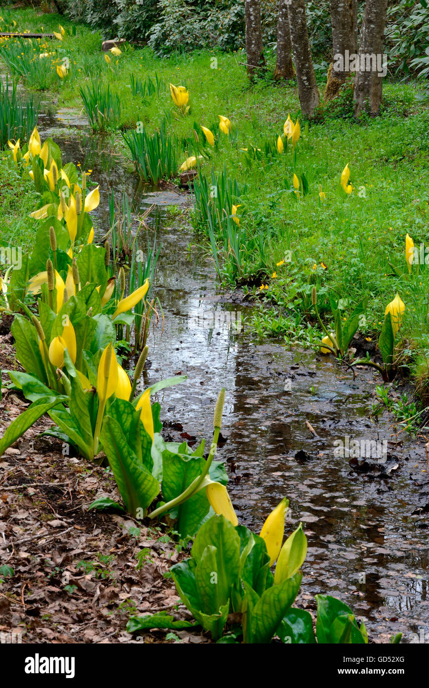 Amerikanischen Stinktier-Kohl / (Lysichiton Americanus) Stockfoto