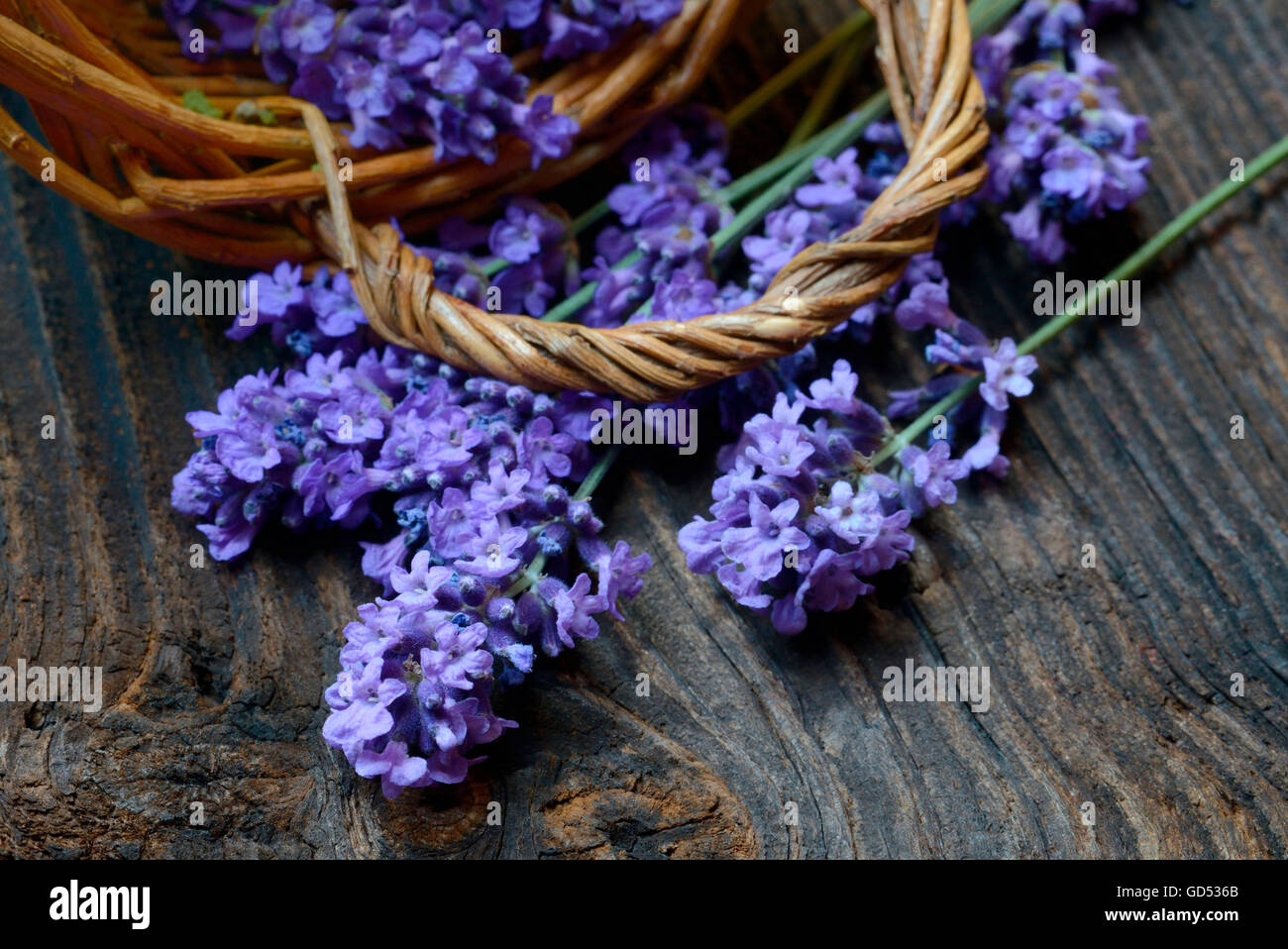 Lavendel, Lavandula angustifolia Stockfoto