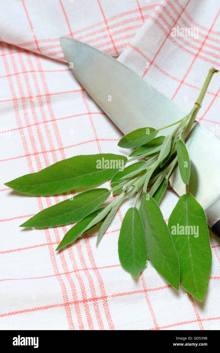 Gemeinsamen Salbeiblätter / (Salvia Officinalis) Stockfoto