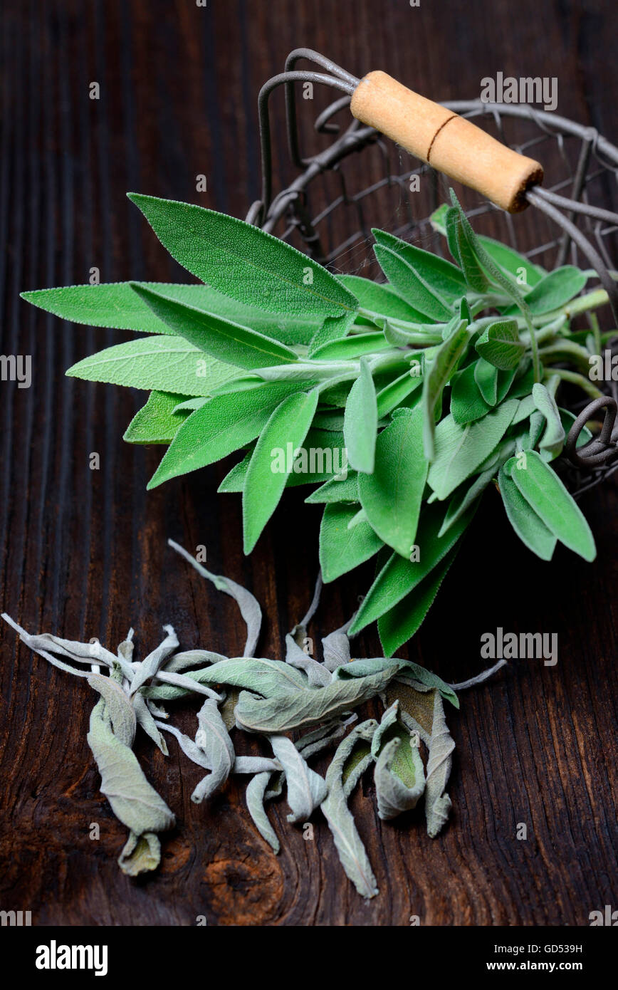 Gemeinsame, Salbeiblätter, getrocknet und frisch / (Salvia Officinalis) Stockfoto