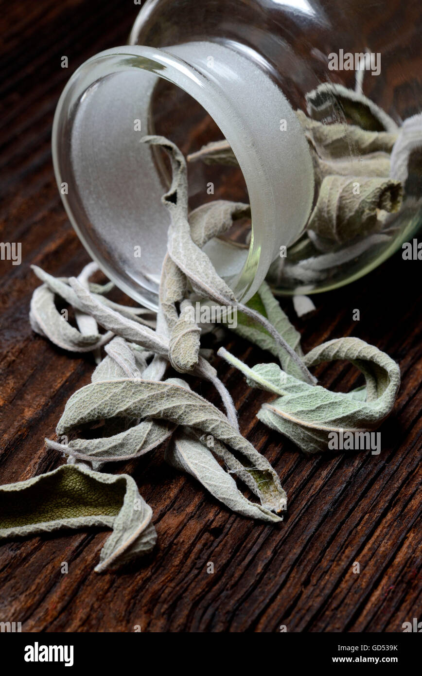Gemeinsamen Salbei, Blätter, getrocknet / (Salvia Officinalis) Stockfoto