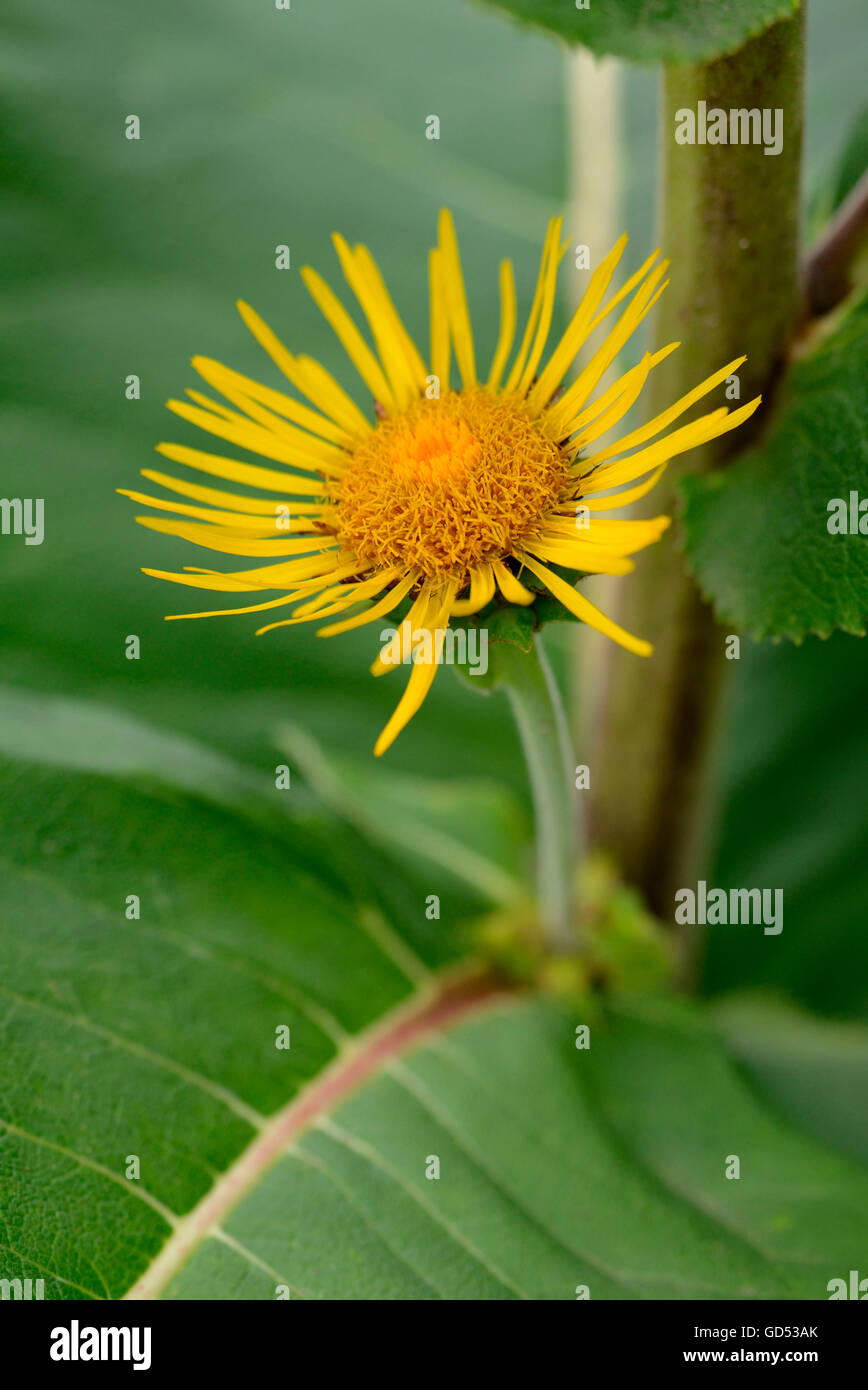 Echter Alant / (Inula Helenium) Stockfoto
