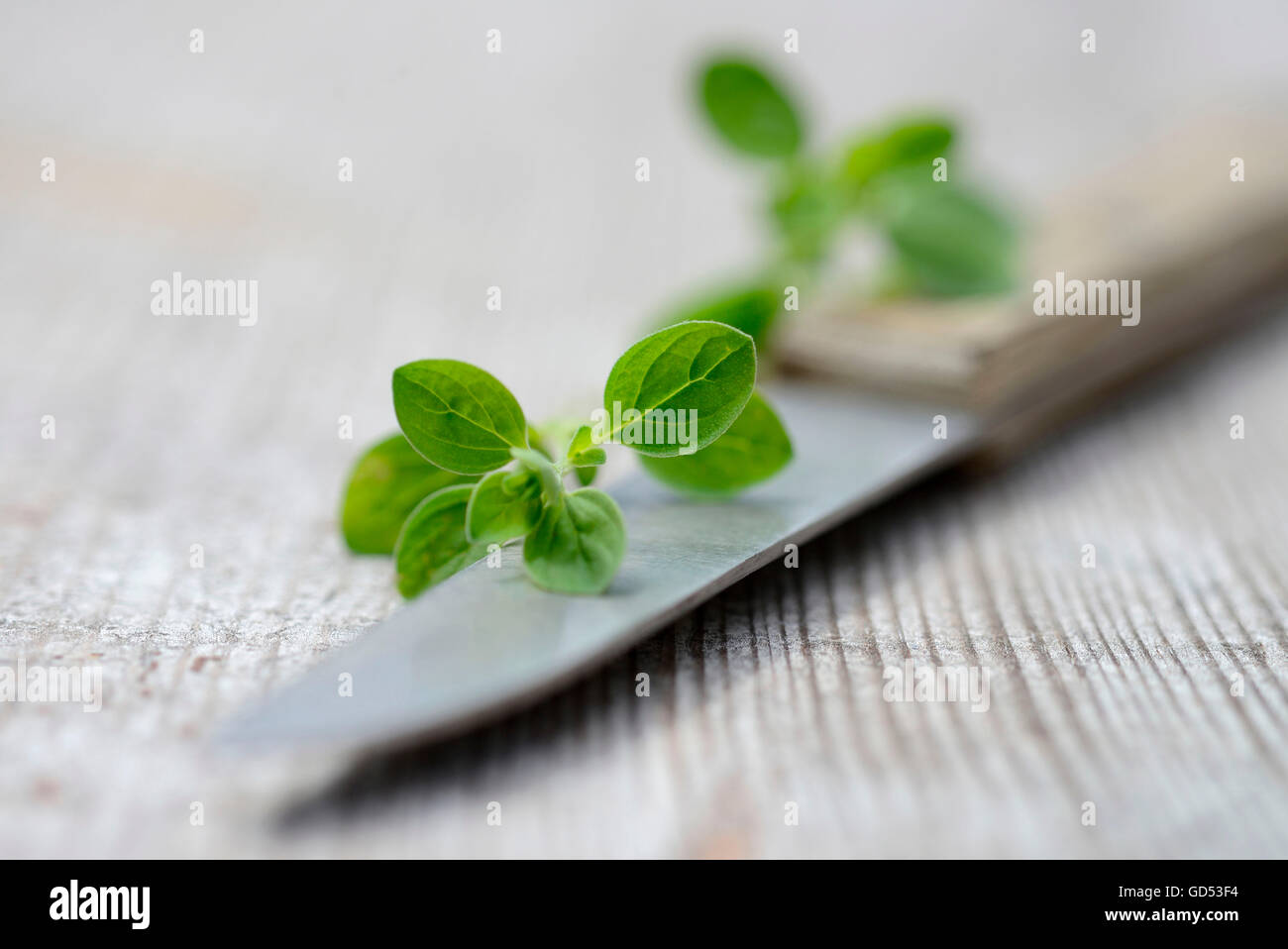 Oregano / (Origanum Vulgare) Stockfoto