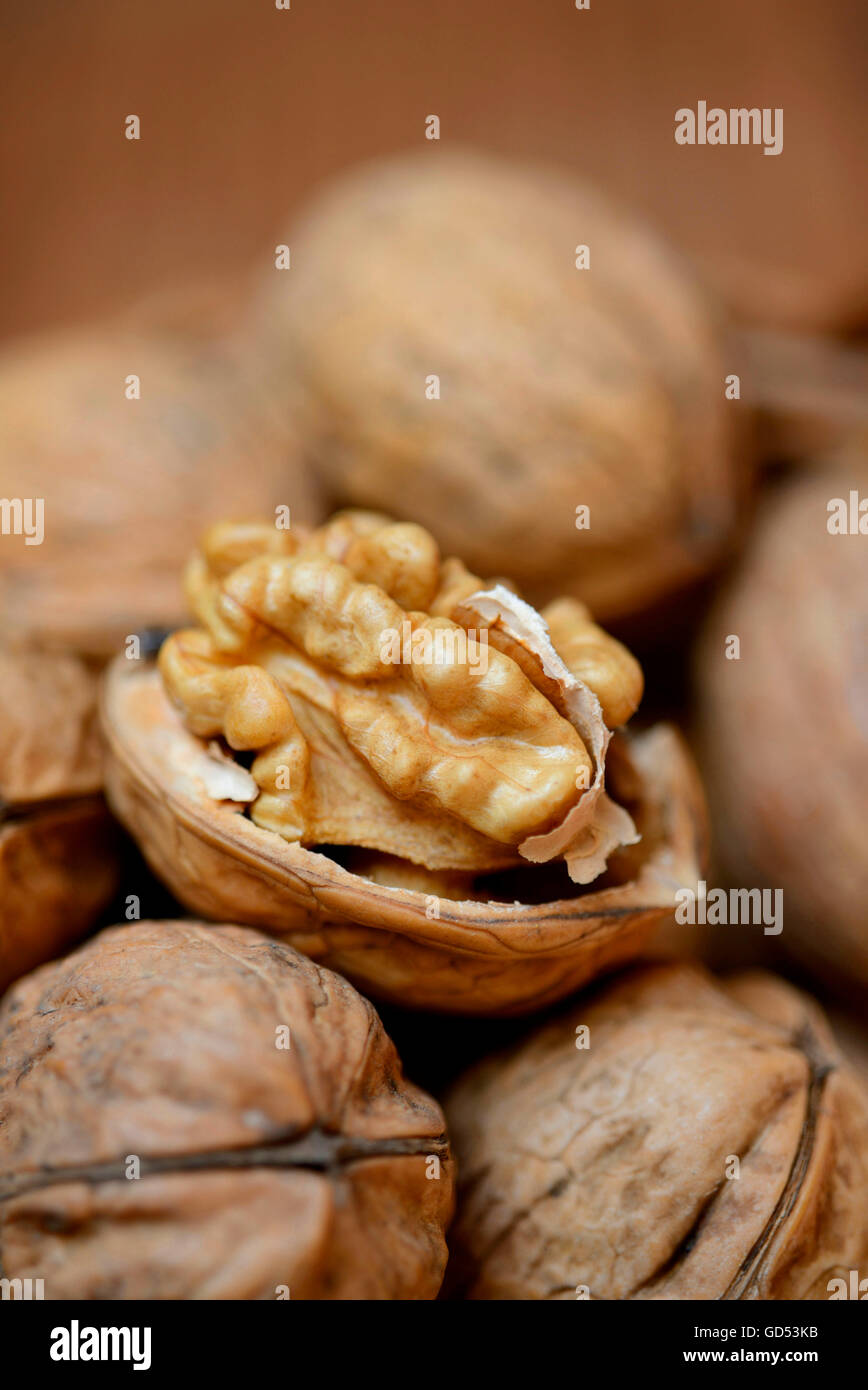 Walnüsse / (Juglans Regia) Stockfoto