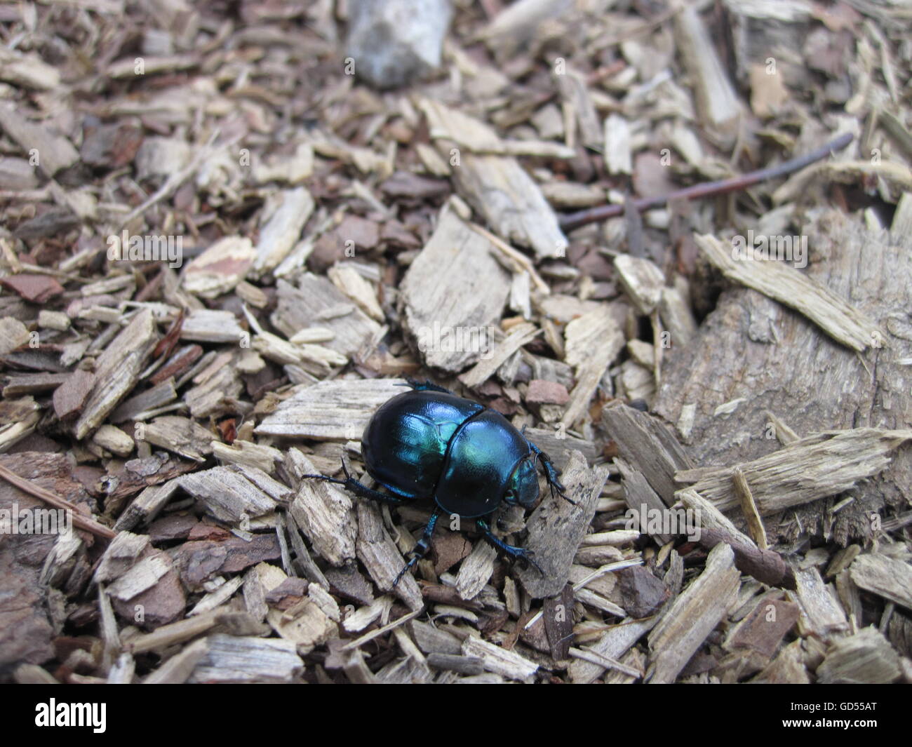 Dor Käfer auf dem Waldboden Stockfoto