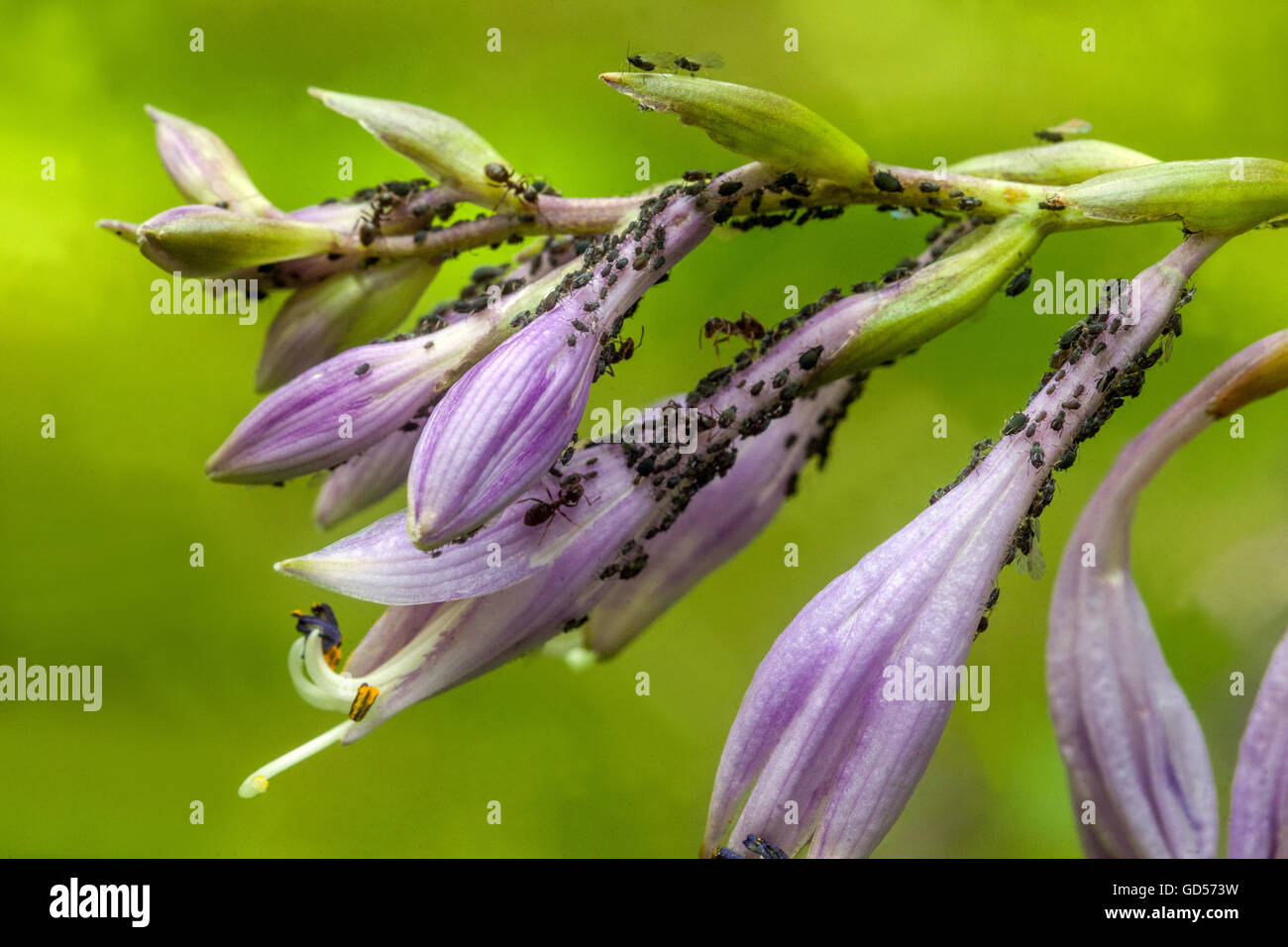 Blattläuse saugen auf der Hosta Blumen sap, Garten Schädlinge Nahaufnahme Stockfoto