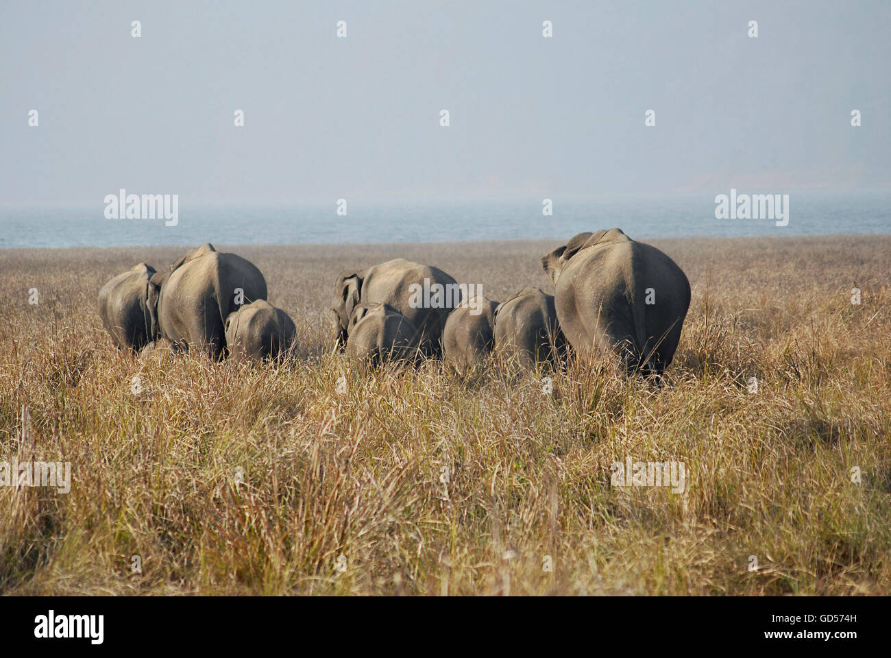 Elefantenherde in Jim Corbett Nationalpark Stockfoto