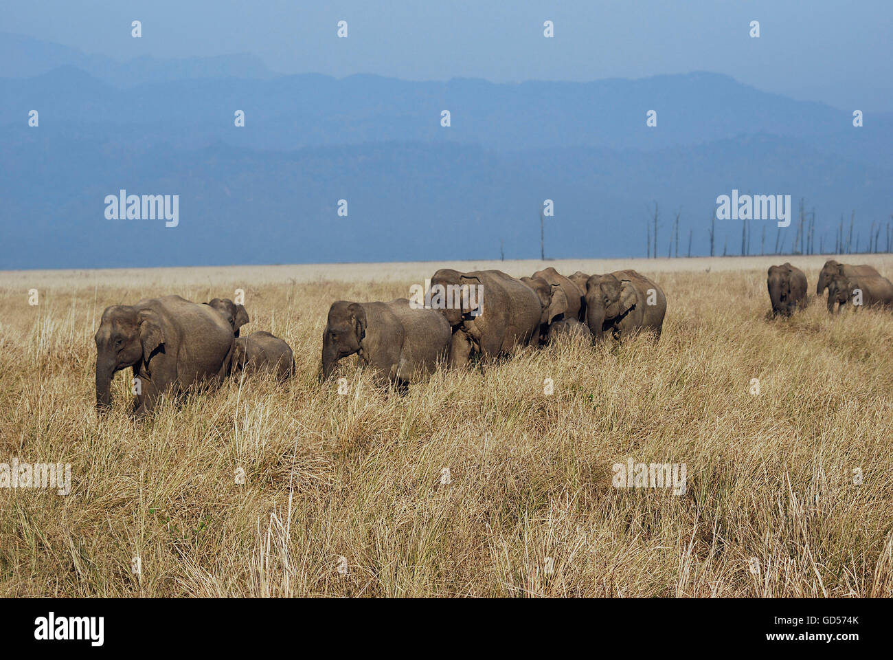 Elefantenherde in Jim Corbett Nationalpark Stockfoto