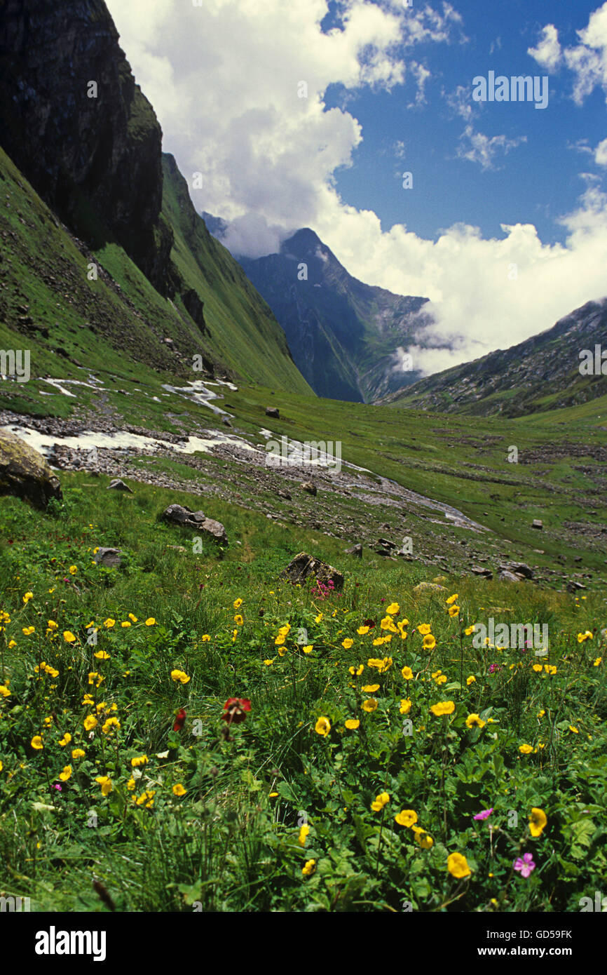 Blumen im Tal Stockfoto