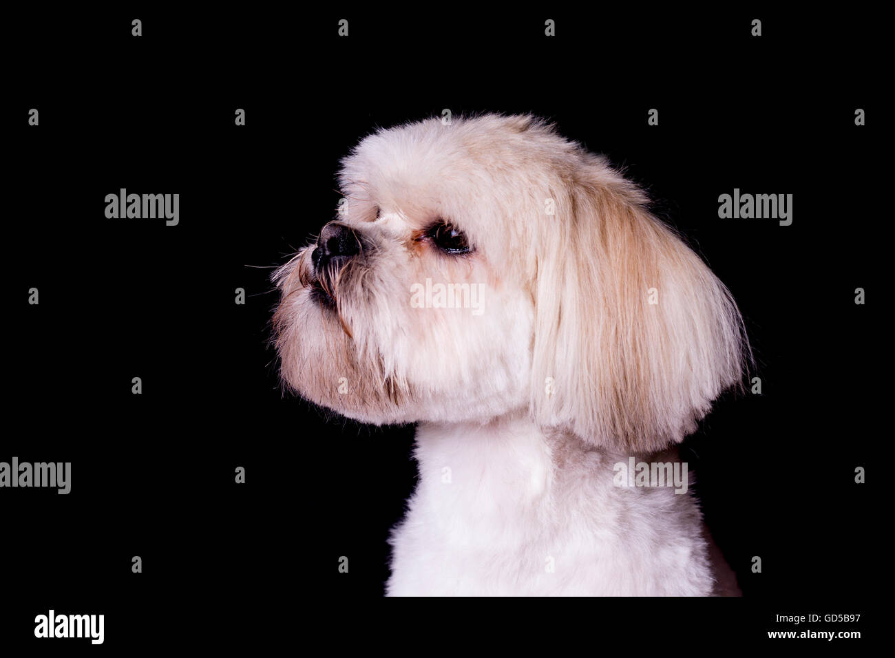 Lahso Apso Hund Seitenprofil isoliert auf schwarz Stockfoto
