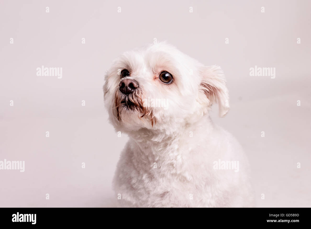 weißer Pudel auf blassen Hintergrund Stockfoto