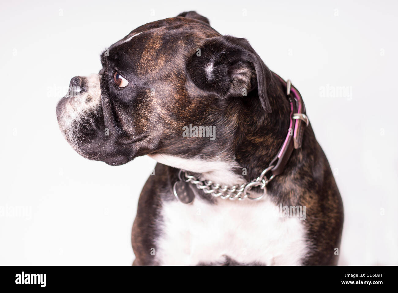 Boxer Hund Seitenprofil Stockfoto
