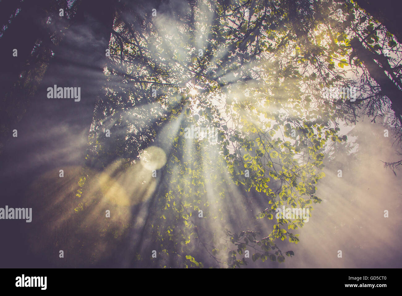 Sonne Fackeln gehen durch den Nebel oder Rauch zwischen grünen Blättern im Wald Stockfoto