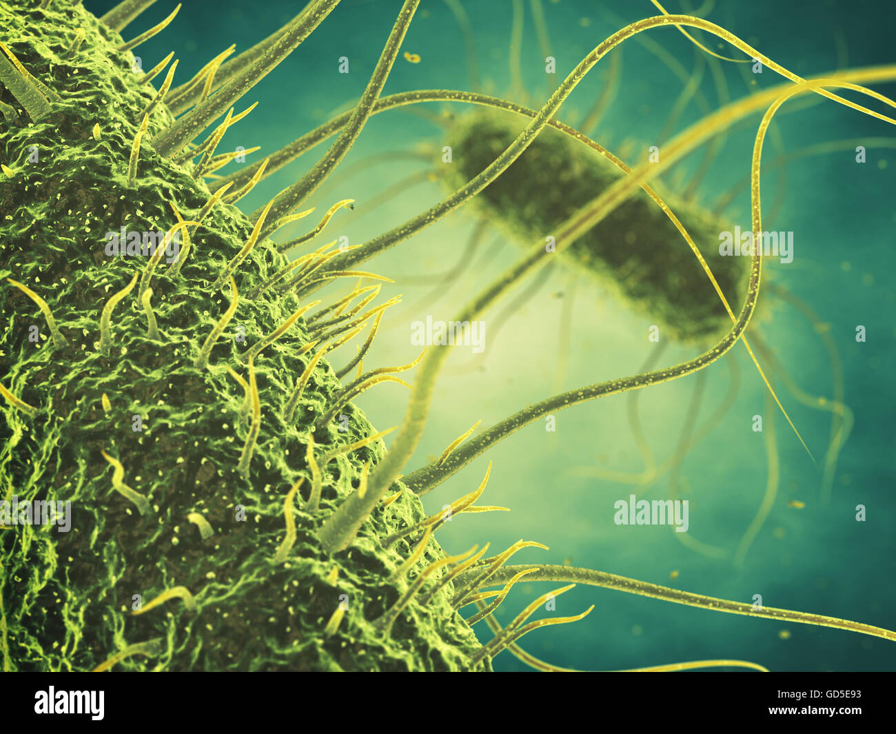 Salmonella-Bakterien, Keime Infektionen, bakterielle Epidemie Stockfoto