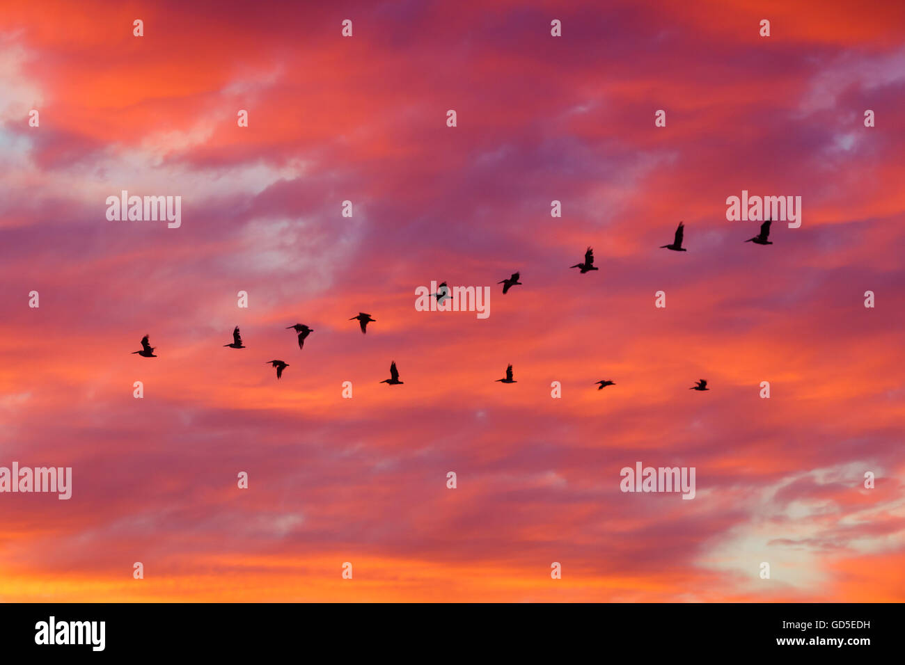 Sillhoutte Vögel fliegen in Formation mit dramatische Wolken bei Sonnenuntergang Stockfoto