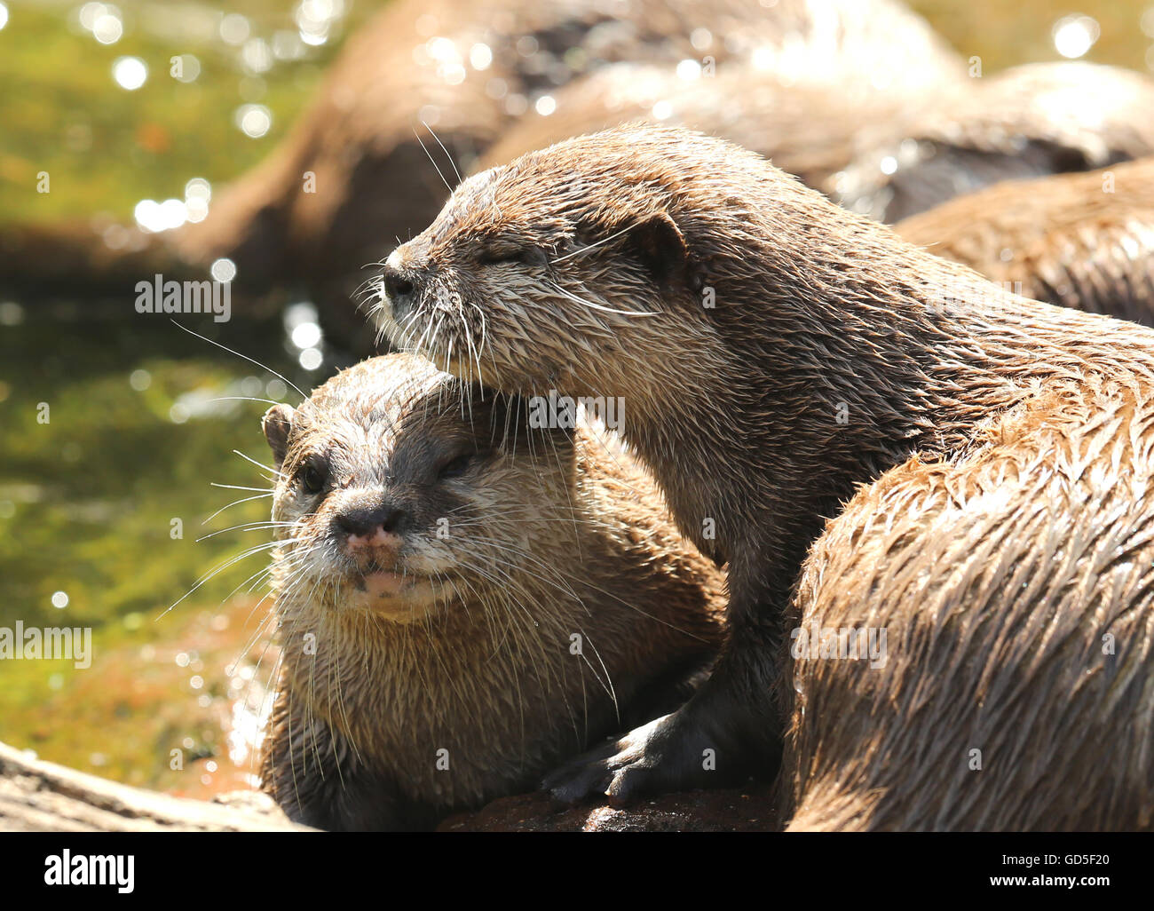 Ein paar kuscheln Oriental kurze Krallen Otter Stockfoto