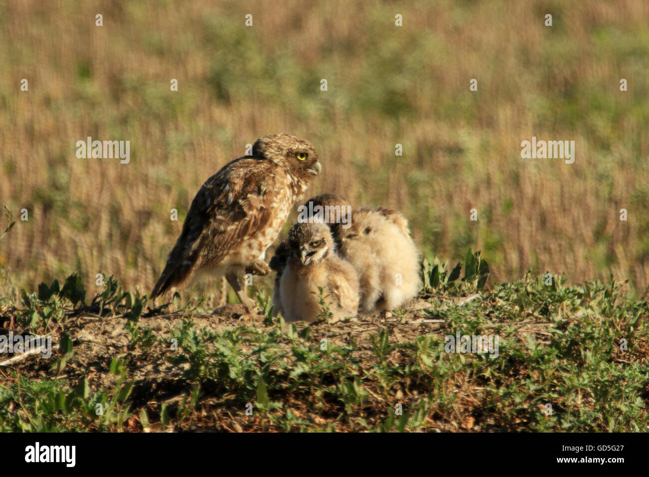 Kanincheneule mit Babys im Custer State Park, South Dakota, USA Stockfoto