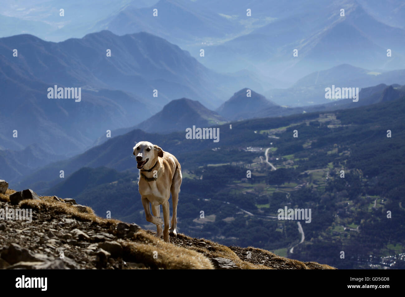 Ein Windhund Hund frei laufen seit dem Gipfel der Berge, Pedraforca Berg, Katalonien, Spanien. Stockfoto