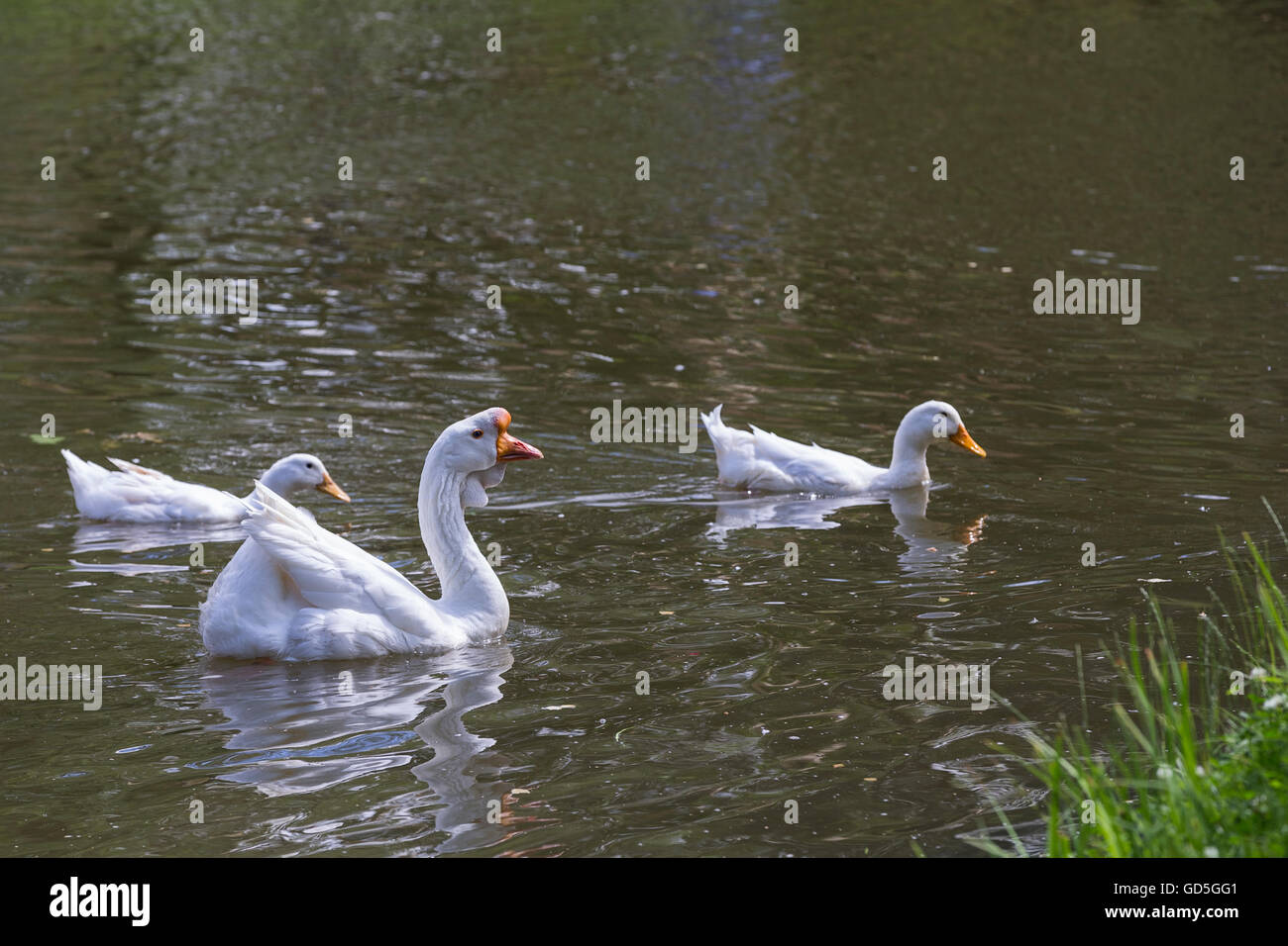 Weiße Gans mit einer Ente auf dem Wasser Stockfoto