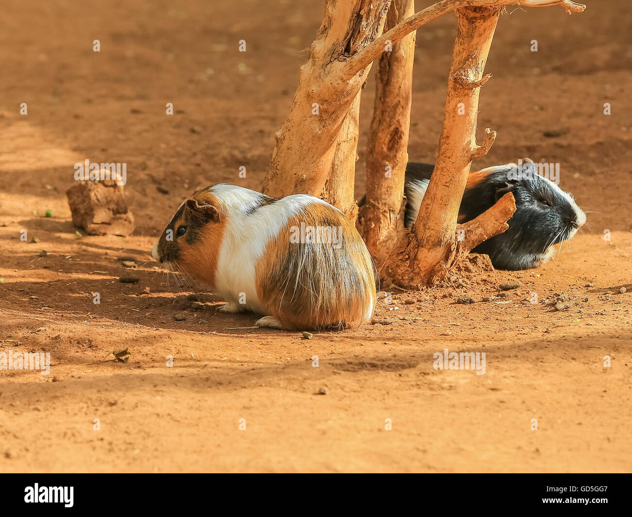 Guinea pig Stockfoto