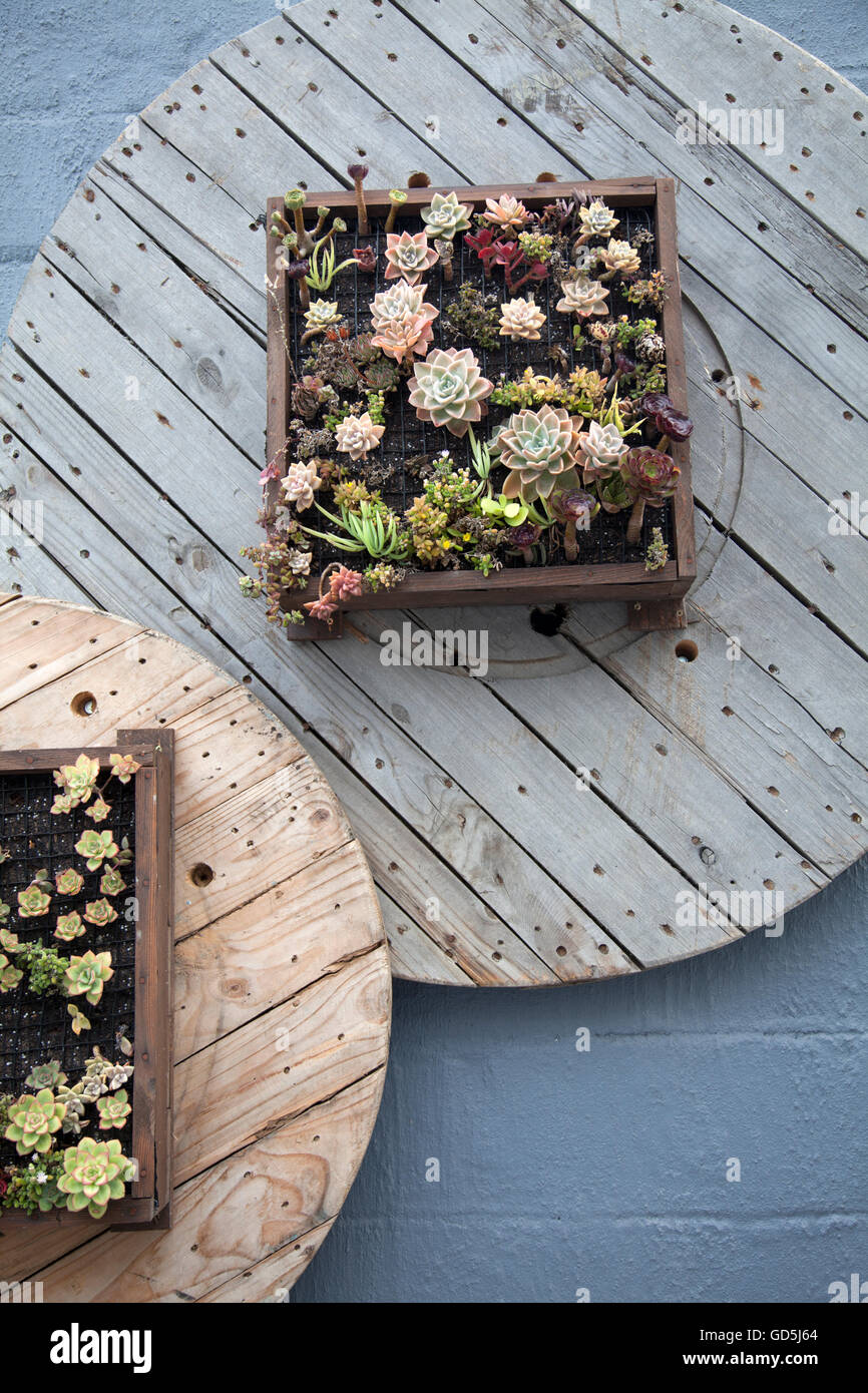 Vertikal-Sukkulenten-Garten in Swakopmund - Namibia Stockfoto