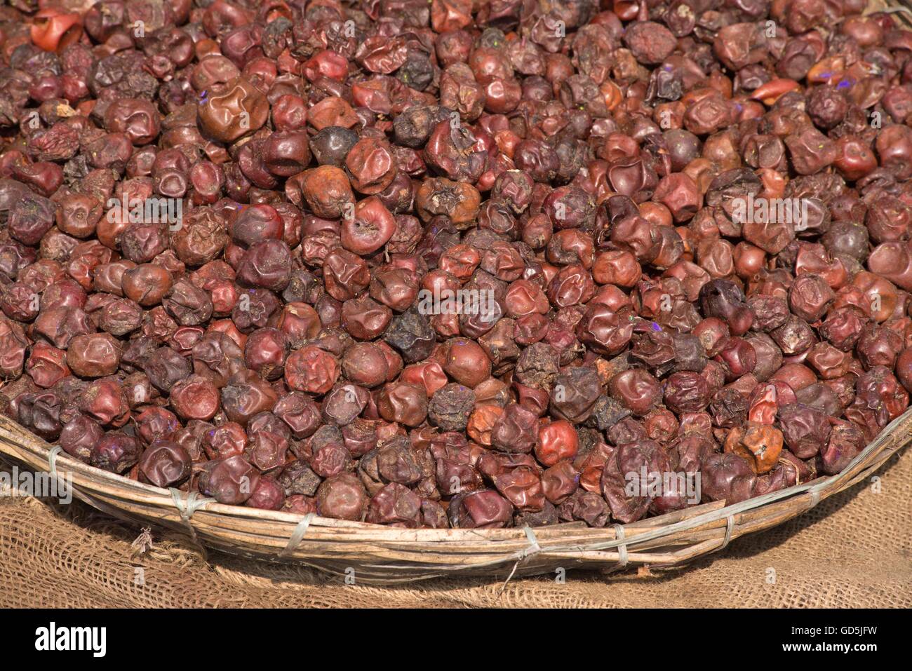 Jujubefrucht gehalten für Verkauf, Puri, Orissa, Indien, Asien Stockfoto