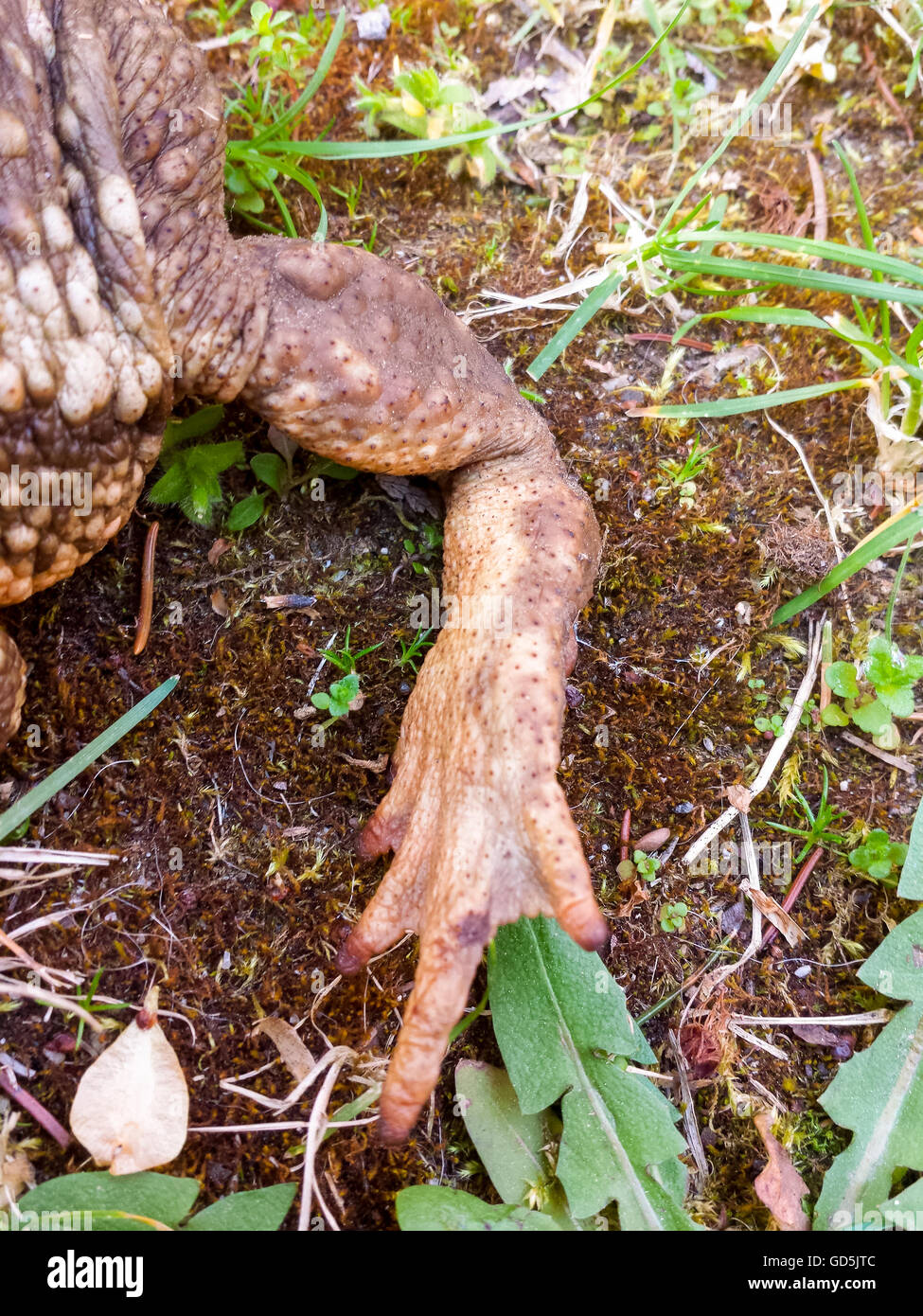 gemeinsamen Kröte (Bufo Bufo) Bein detail Stockfoto