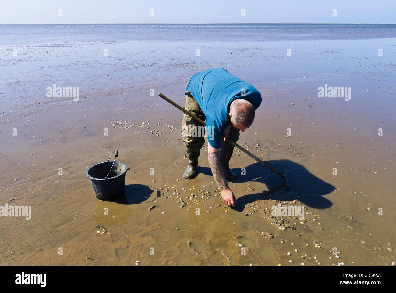 Ein Mann für Herzmuscheln am Strand Norfolk Rechen. Stockfoto