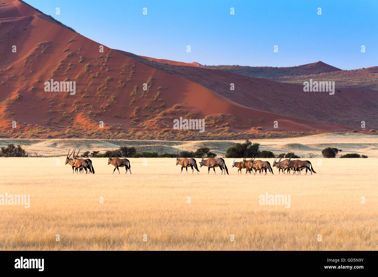 Herde von Gemsbok in Sossusvlei, Namibia Stockfoto