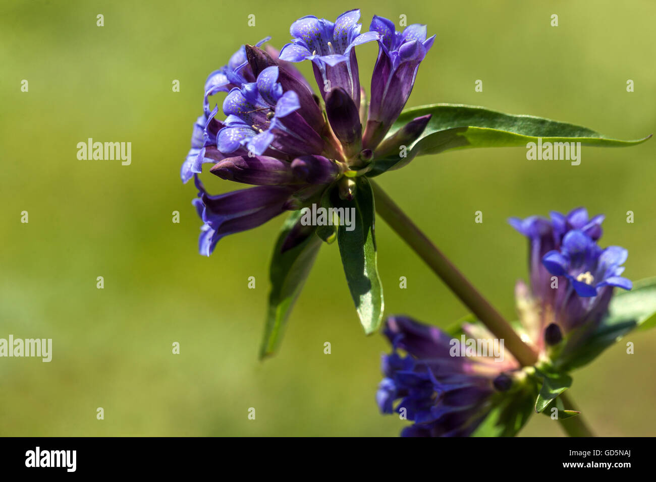 Gentiana Macrophylla 'Fetisowii', unten Enzian Stockfoto