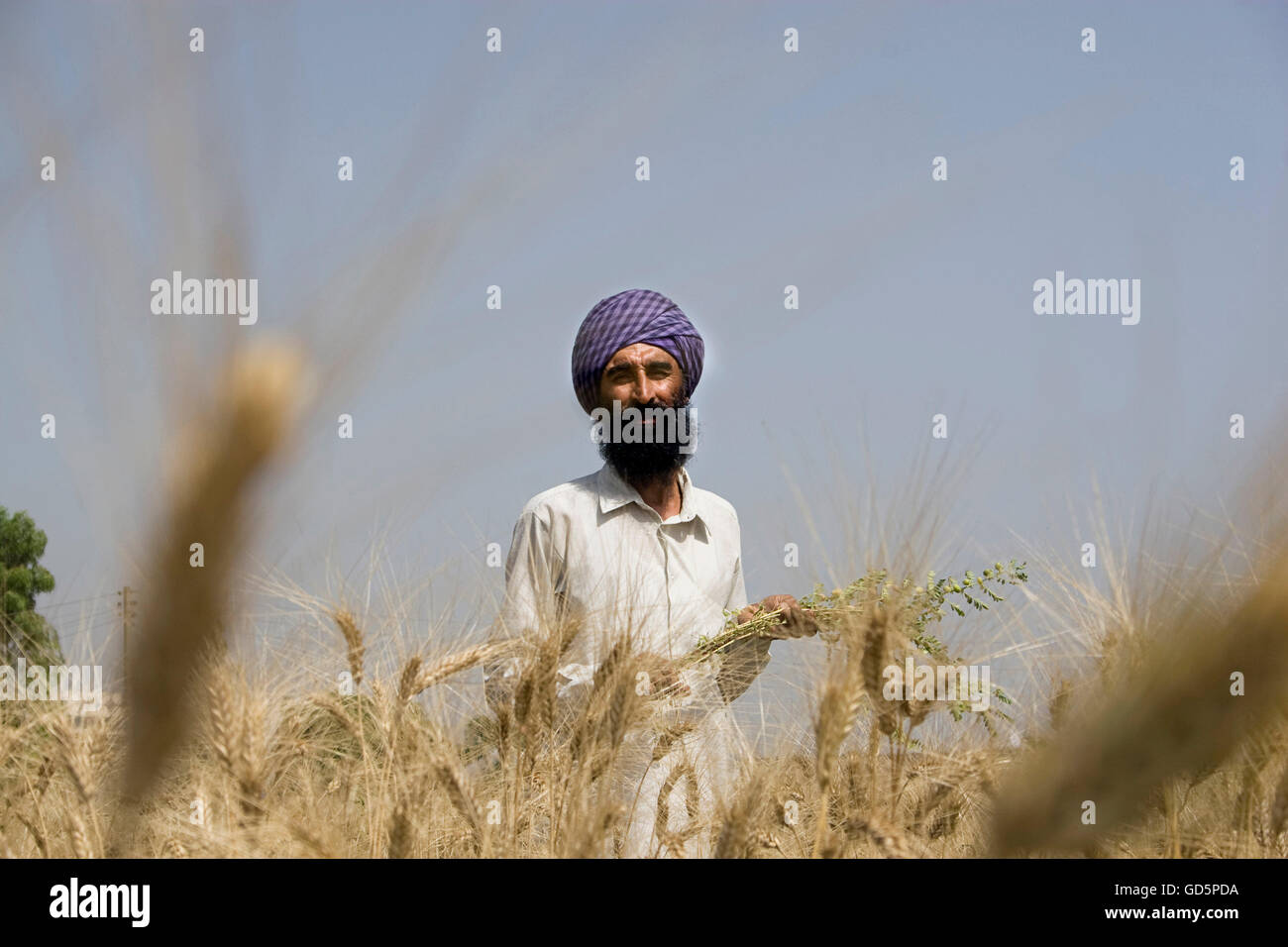 Landwirt in einem Feld stehen Stockfoto