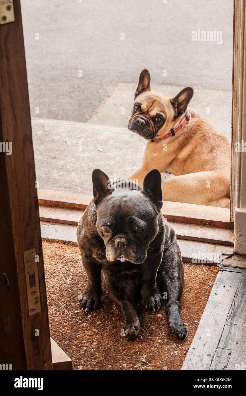 Paar Französische Bulldoggen sitzen vor Tür Stockfoto