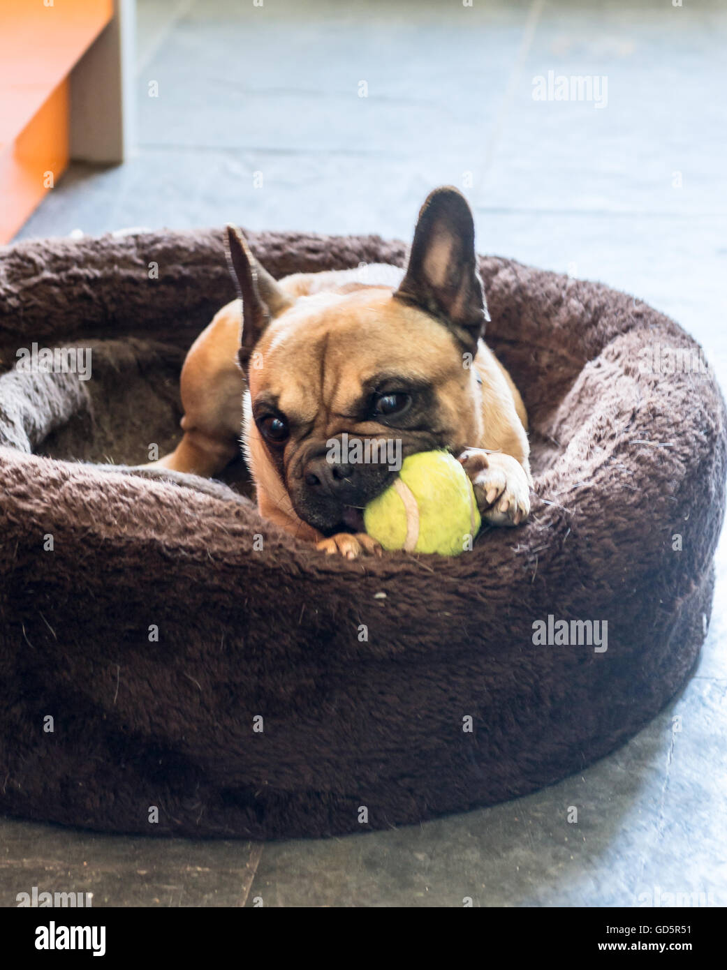 Französische Bulldogge Kauen einen Tennisball in seinem Korb Stockfoto