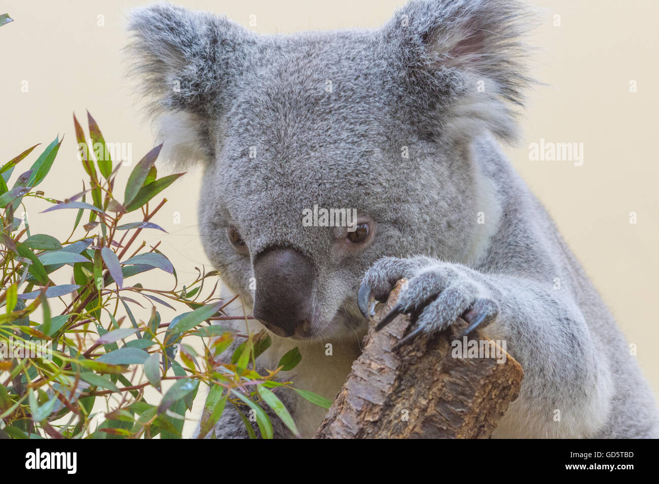 Koala Essen. Closeup-Serie Stockfoto