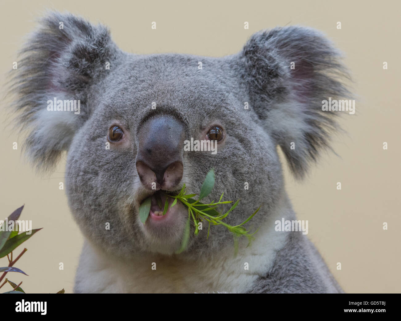 Koala Essen. Closeup-Serie Stockfoto