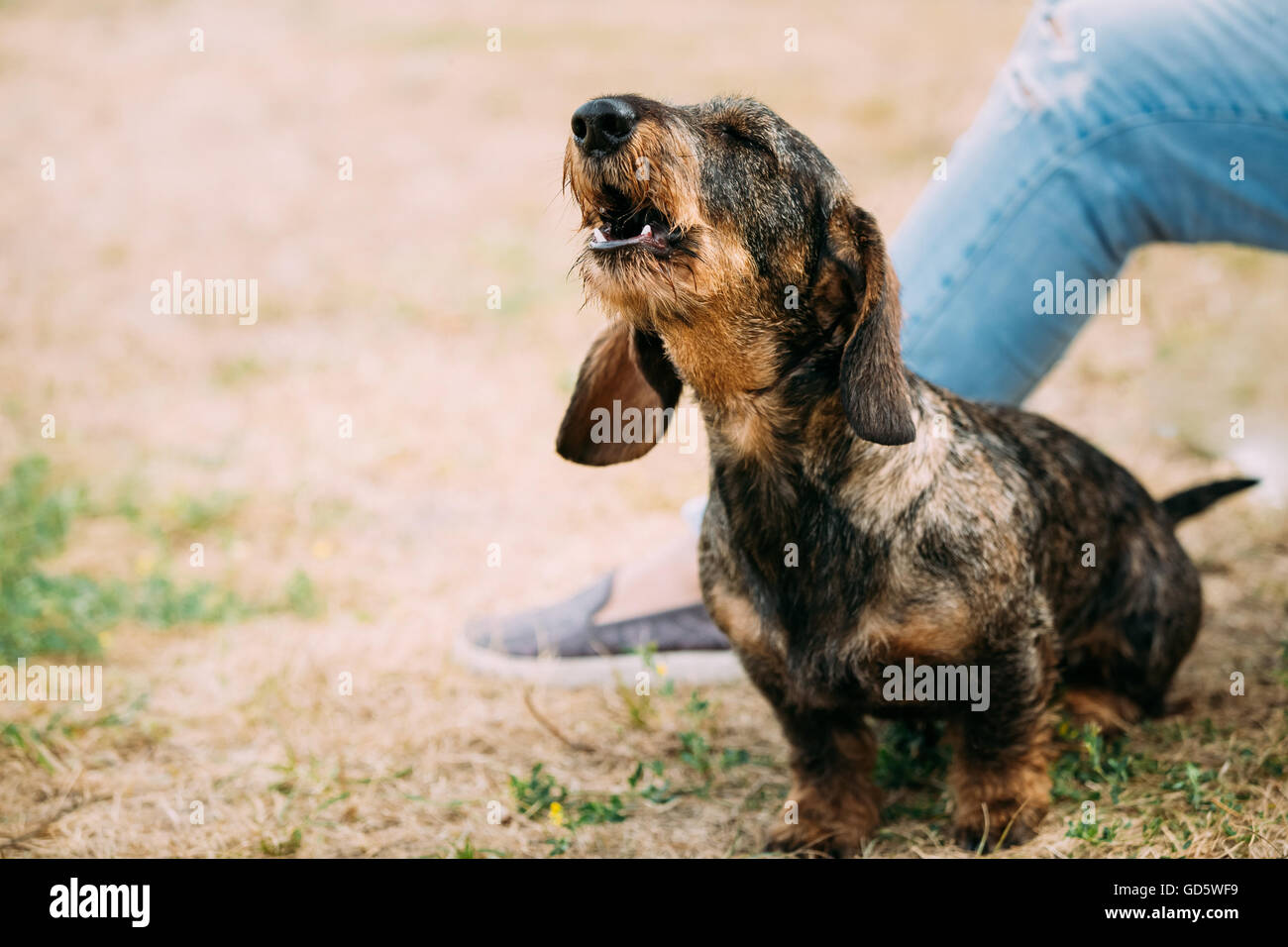 Braun rot Rauhaar Dackel Hund bellen im freien Stockfoto