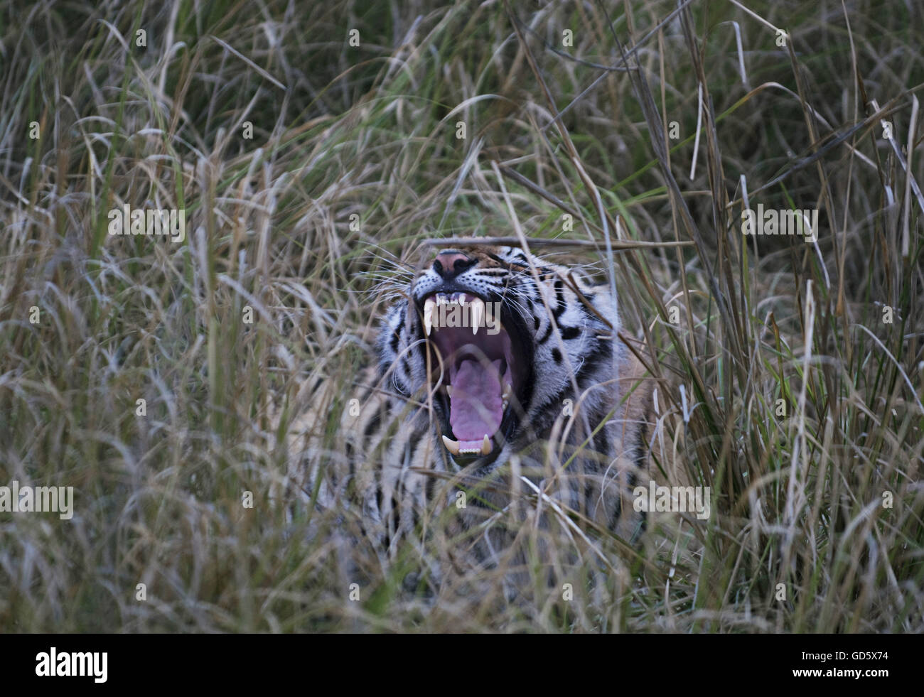 Ein Tiger Gähnen Stockfoto