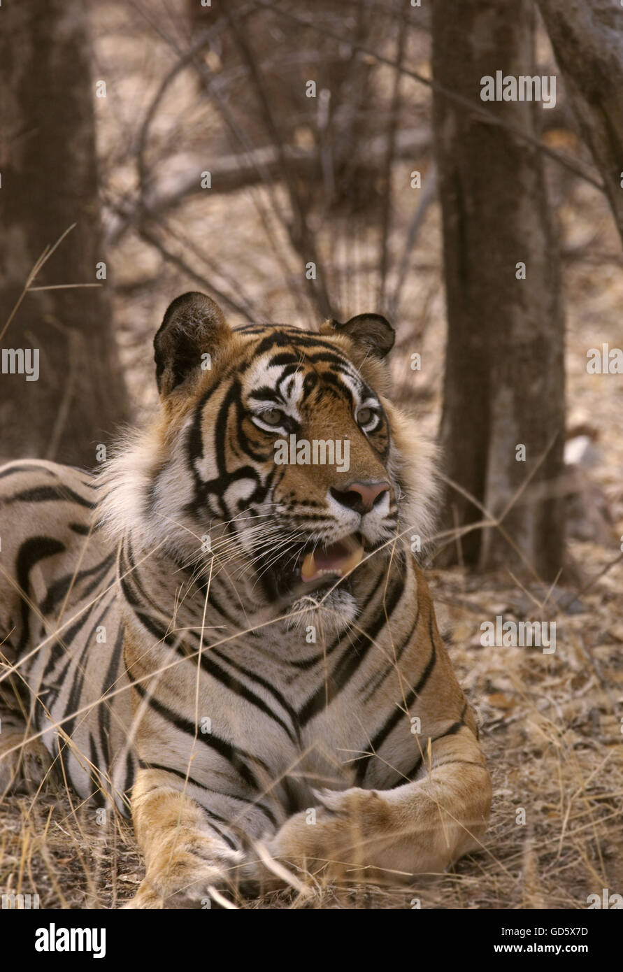 Ein Tiger ruhen Stockfoto