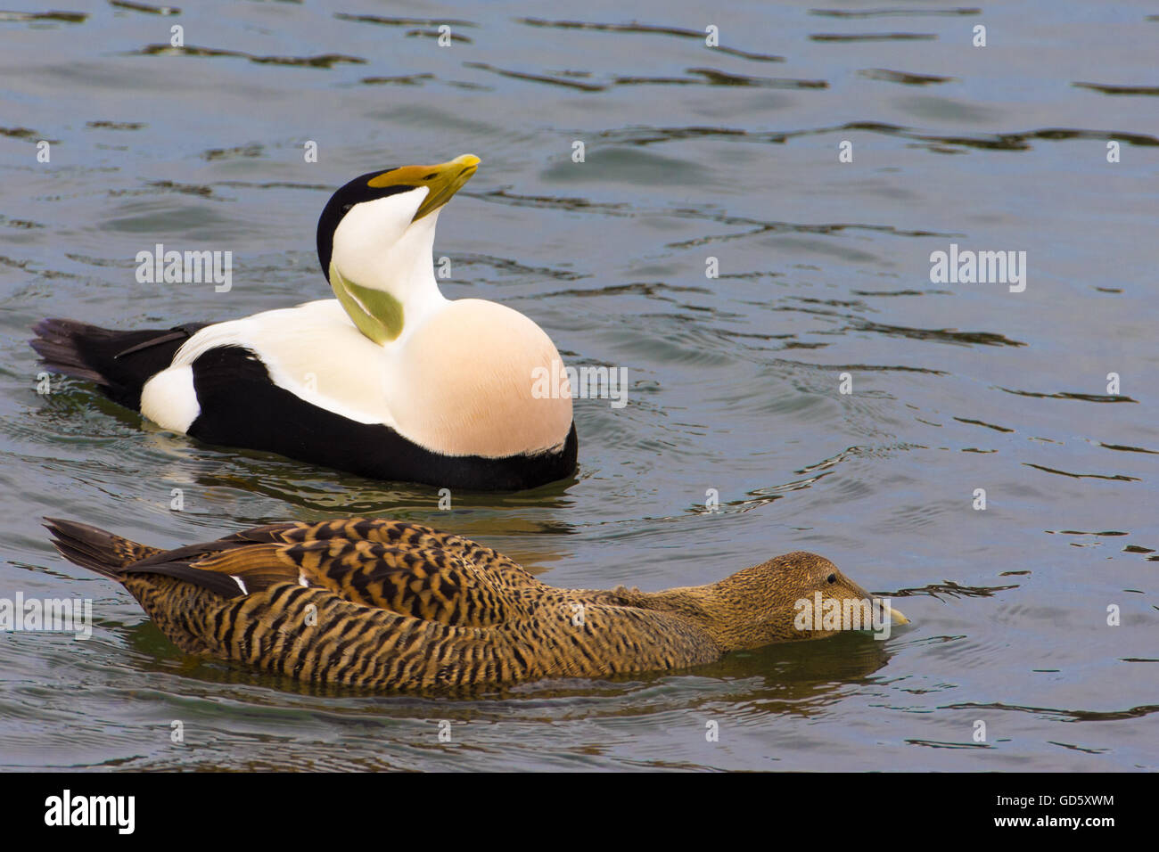 Oberer zürichsee -Fotos und -Bildmaterial in hoher Auflösung – Alamy