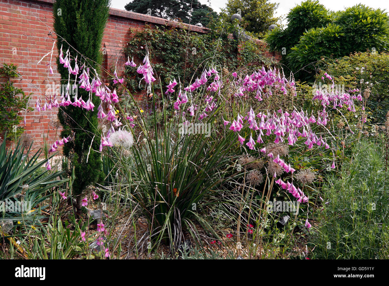 DIERAMA PULCHERRIMUM. ENGELS ANGELRUTE, WANDFLOWER. Stockfoto