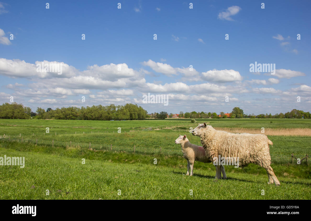 Schafe auf dem Deich entlang der Dollard-Route, Deutschland Stockfoto