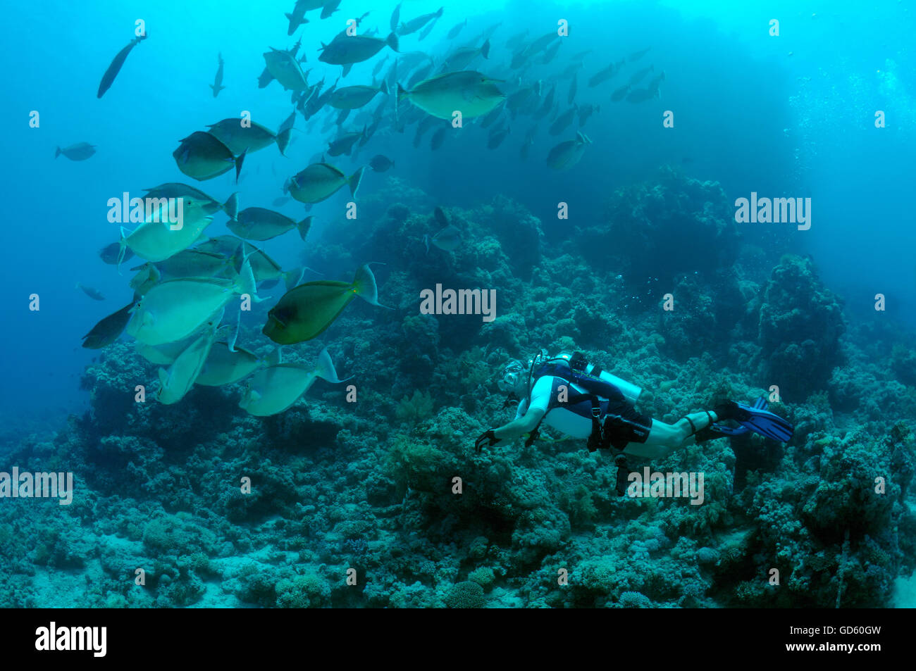 Männlichen Taucher bei Schule Bluespine Unicornfish (Naso Unicornis) auf das Skelett Wrack von Yolanda, Shark Yolanda reef Stockfoto