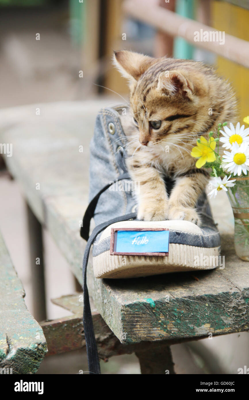 Hallo Schriftzug - Kätzchen und Text. Stockfoto