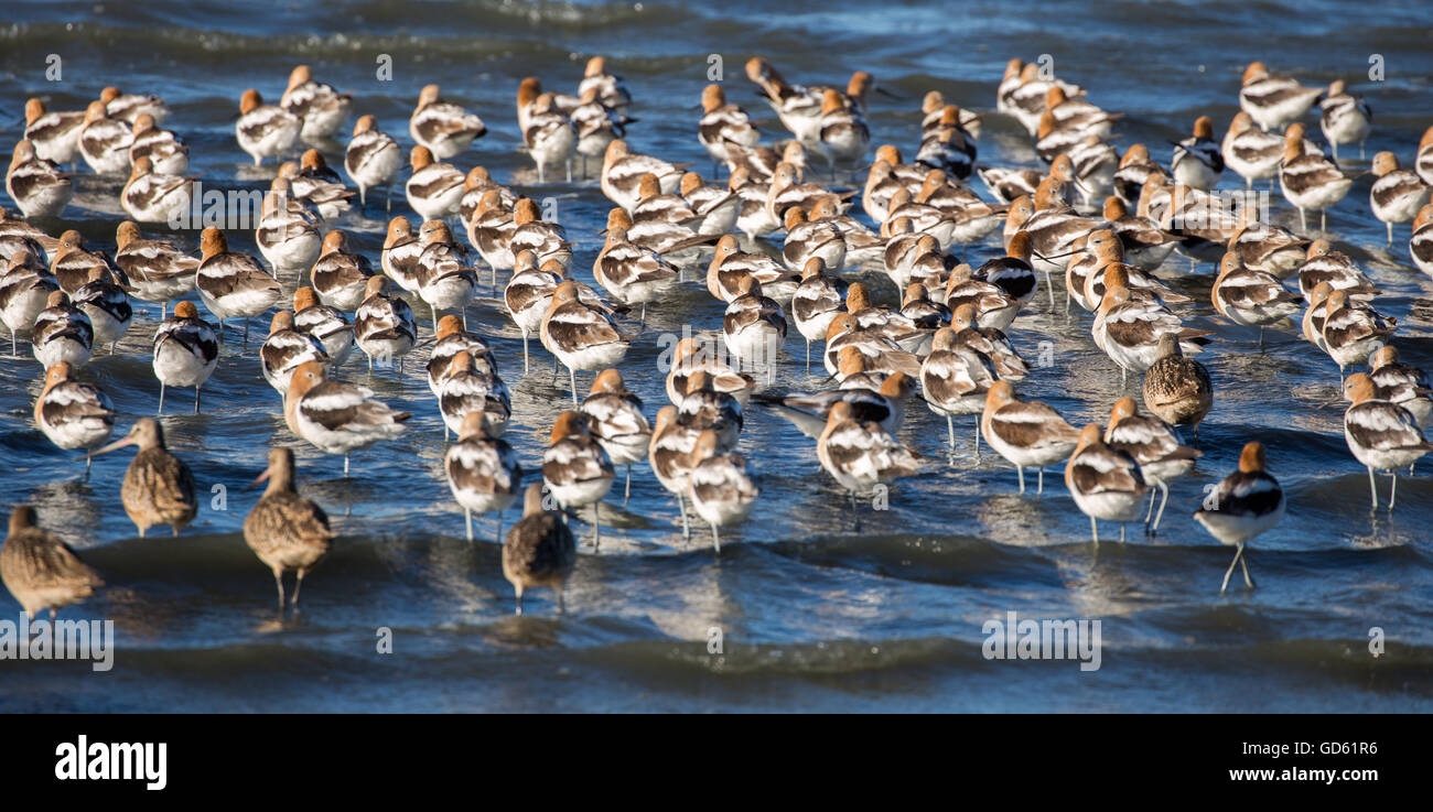 Amerikanische Säbelschnäbler Herde (Recurvirostra Americana) Nahrungssuche im seichten Wasser in der Brutzeit Stockfoto