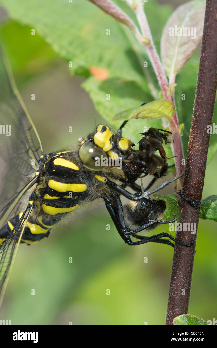 Nahaufnahme einer goldberingten Libelle (Cordulegaster boltonii), die eine Biene in der englischen Grafschaft Bekshire isst Stockfoto